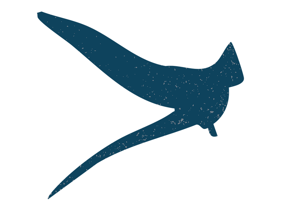 birds-33.png