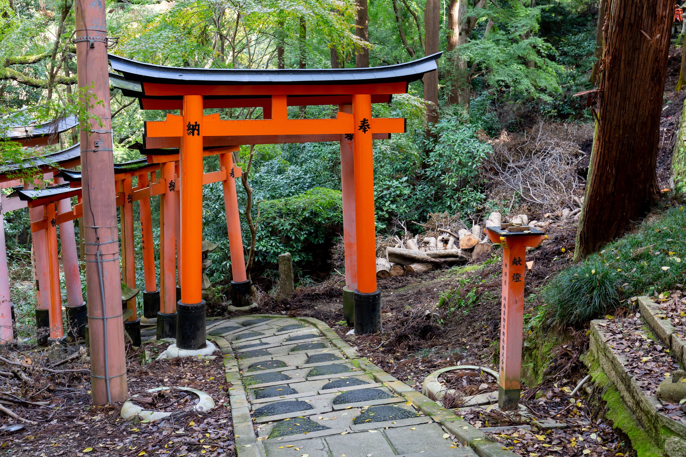 Torii gates at Fushimi Inari, Kyoto.