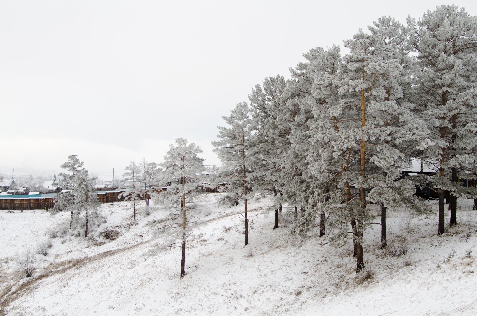 Snow-covered hills and frost-covered pine trees in Russia.
