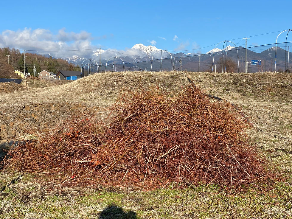 剪定した枝の山