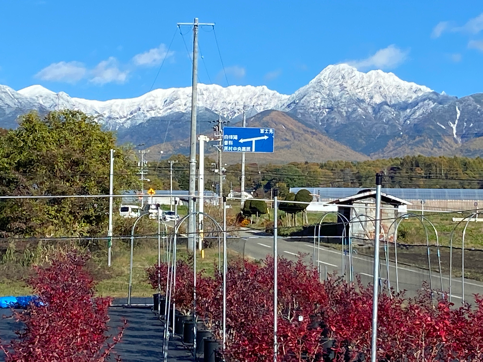 ブルーベリー農園の紅葉と雪化粧