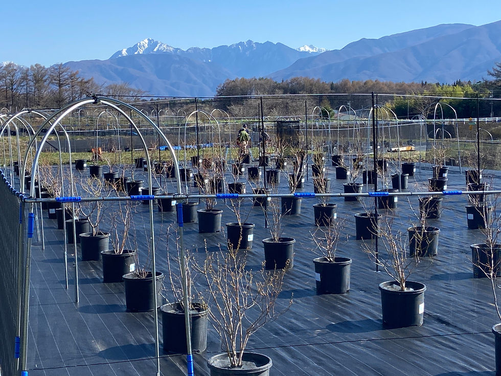 第５農園の目処