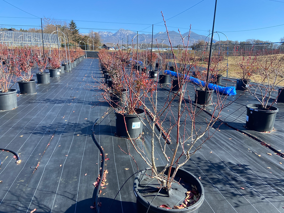 八ヶ岳イエロー