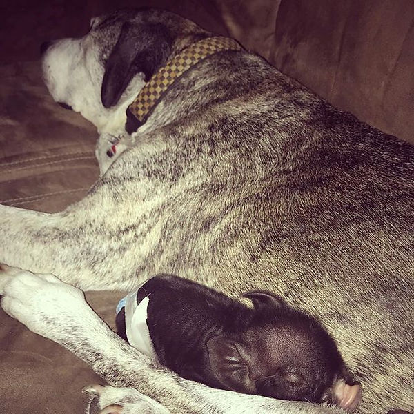 My big vicious dog with his little frien