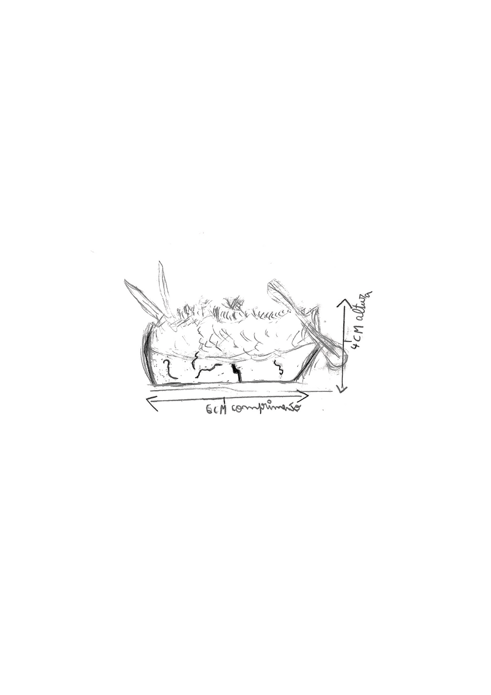 7 | Musgo