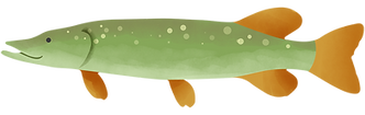 snoek.png