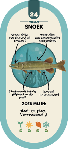 TikOO24_Snoek.png