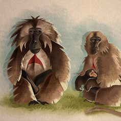• GELADA EDUCATIE •