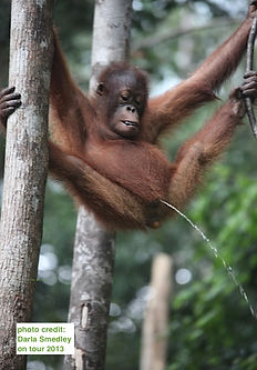 Borneo wildlife tours