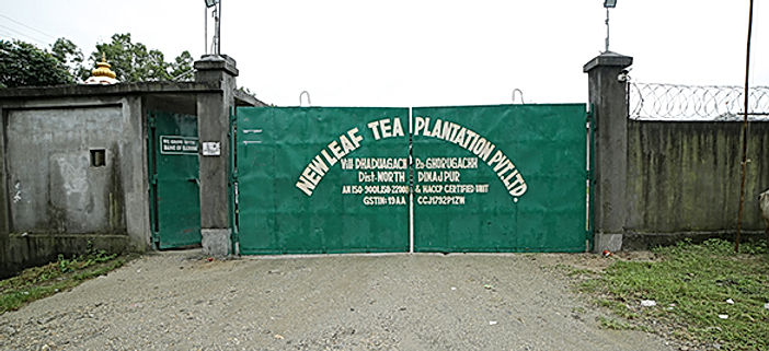 CTC Bought Tea Leaf