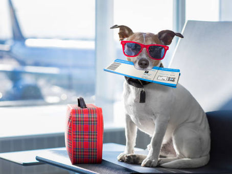 Dog travel