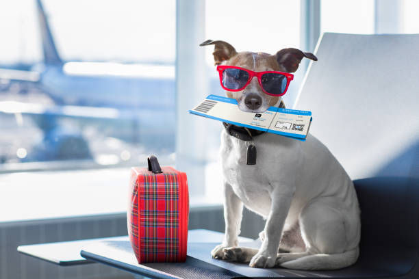 pet travel