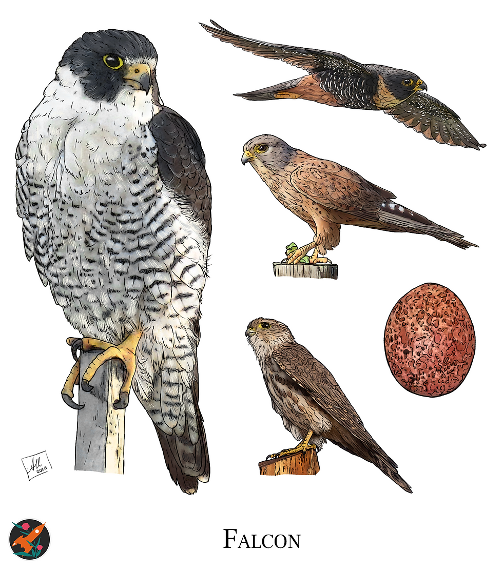 Fig. 3.25 Falcon; a. peregrine falcon; b. bat falcon; c. rock kestrel; d. merlin; e. peregrine falcon egg