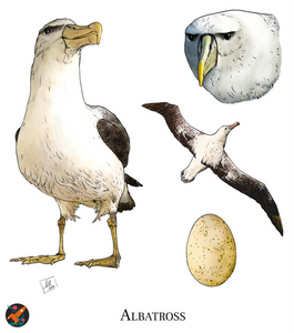 A watercolor illustration of an albatross from Zoologist's Primer.
