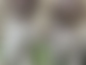 Welsh Kennel Club 15.08.25