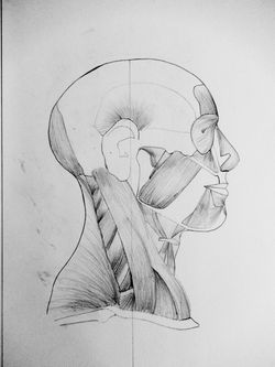 Anatomie / Anatomy