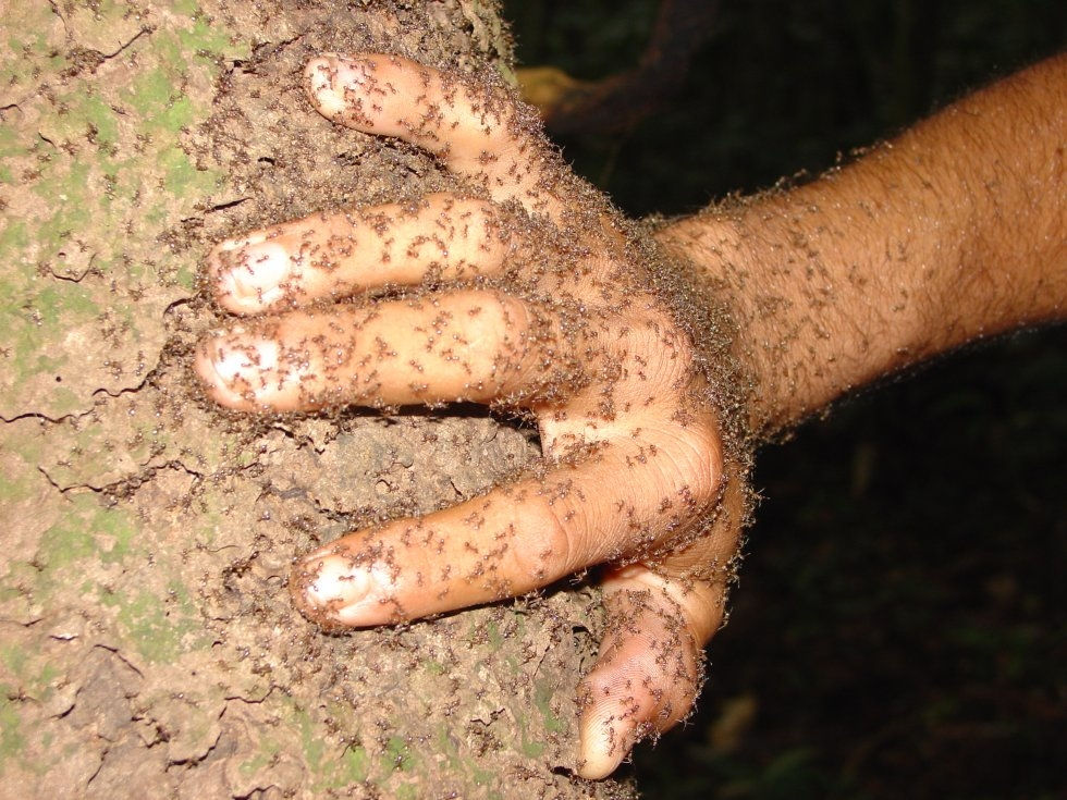 CURSO DE SOBREVIVÊNCIA NA SELVA