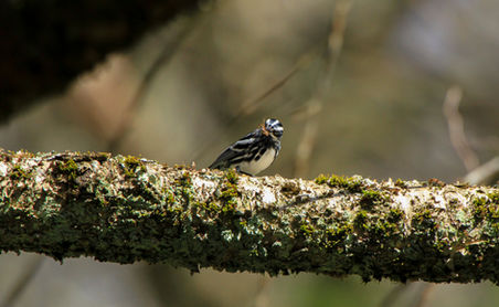 Black and White Warbler