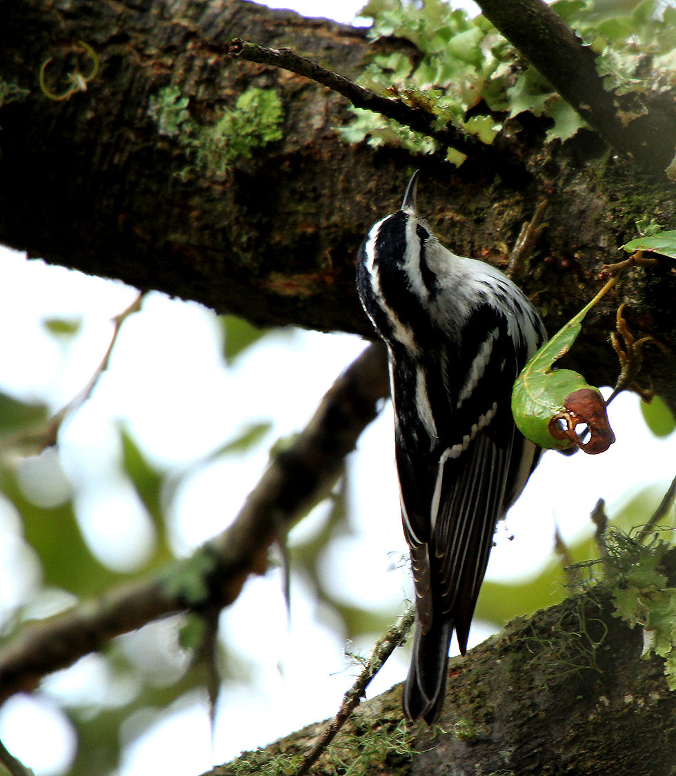 Black and White Warbler