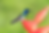 White-necked Jacobin