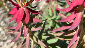 Aromatic plants of the Med: The Maquis of Lycia