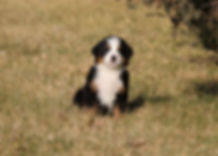 Bernese Mountain Dog