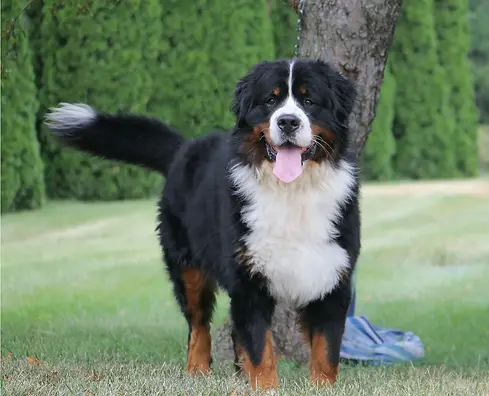 Archie.webp