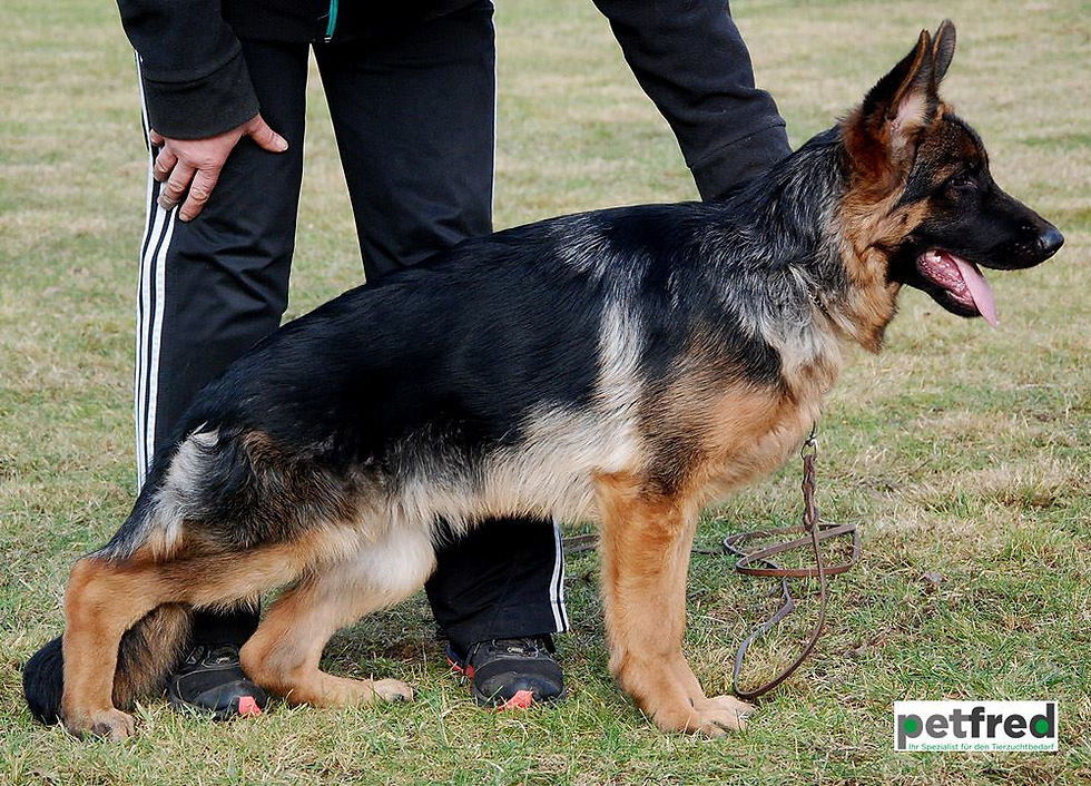 Anuschka vom Lebenstraum