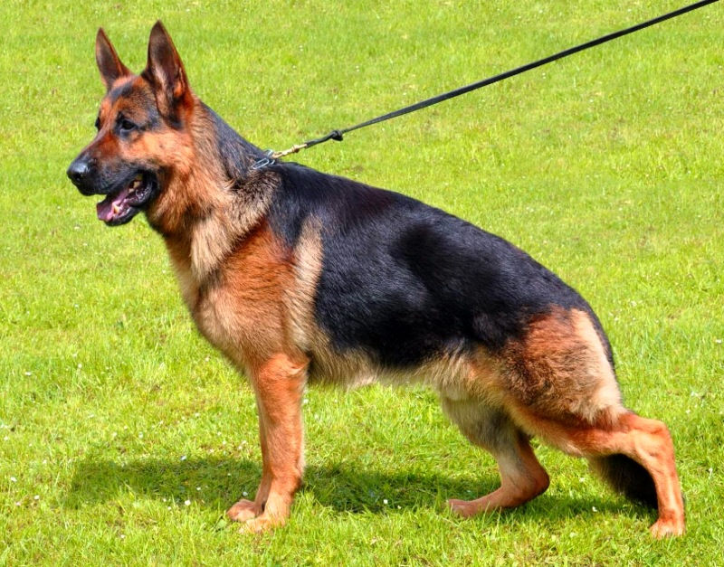 Gandolf Schloss Lowenherz