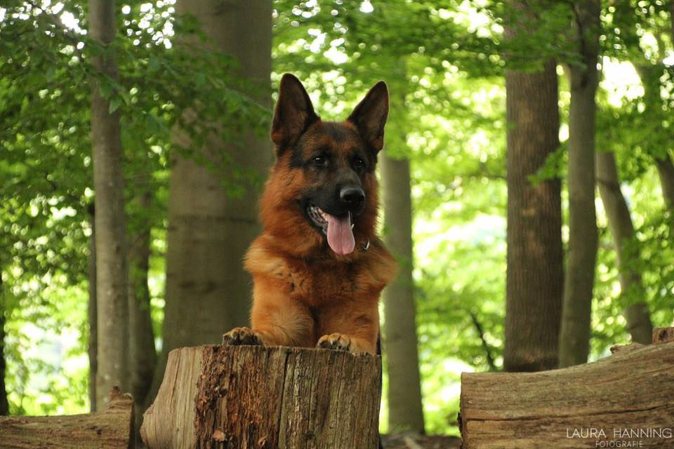 Thiago vom Heerbusch