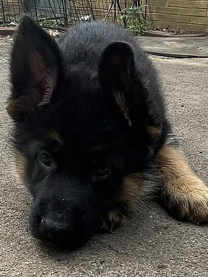 pup4.jpg