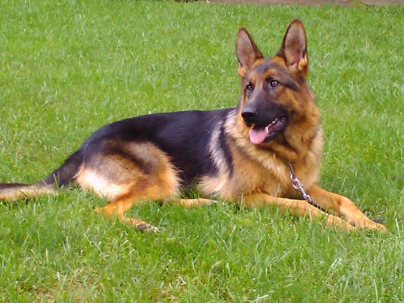 V Hanuta vom Sodinger Land