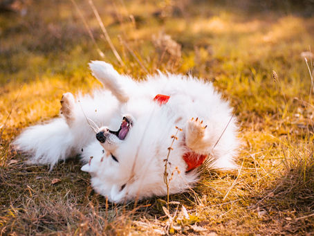 chien qui se roule par terre dans la nature