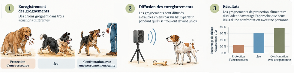 Expérience scientifique : les différents grognements du chien