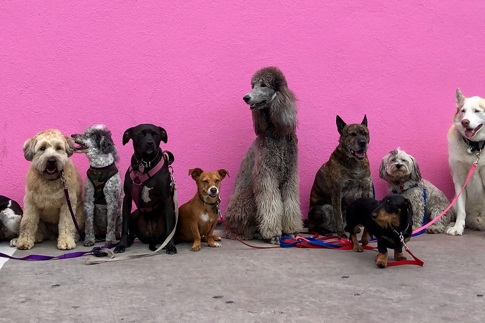 une ligne de chiens de différentes races