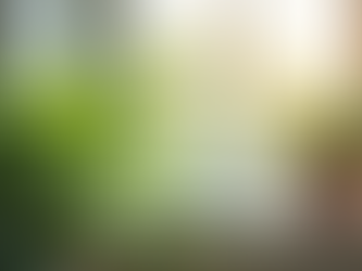 How to Determine the Right Amount of Light for Your Plants