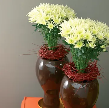 Spring Flowers Chrysanthemum