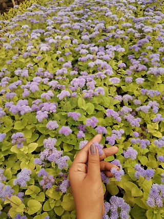 Autumn Flowers Ageratum