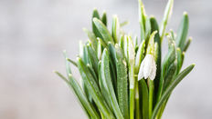Galanthus - Everything you Need to Know About Snowdrops