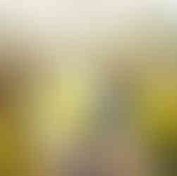 Cherry Blossom at wedding