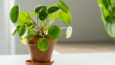 New Year Resolution? Invest in houseplants!