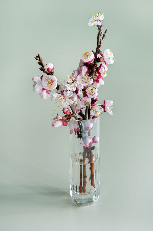 Cherry Blossom in vase
