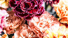 Dianthus - the World’s Most Reliable Flower featuring Floristry Tips from Su Whale