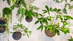 Kokedama Summer Display