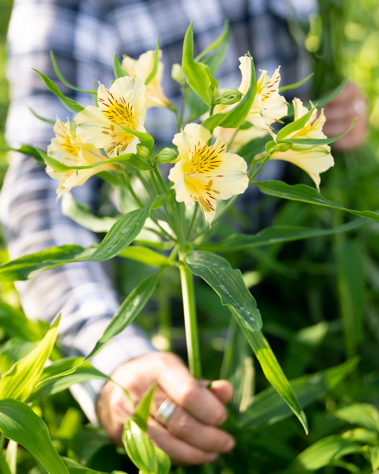 April Flowers Alstroemeria in spring garden