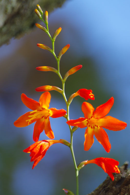 flowering crocosmia in full bloom showing why they are also known as copper tips or falling stars