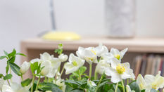 Hellebore featuring Floristry Tips From Su Whale