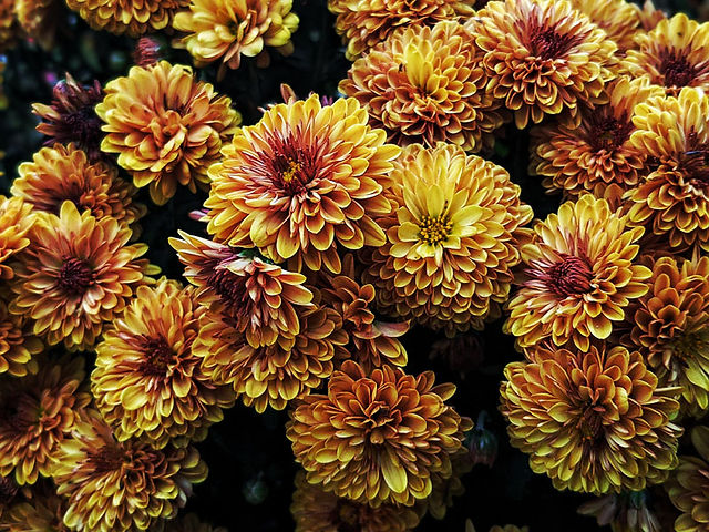 Autumn Flowers Dahlia