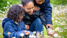 Get out for the Count! The Butterfly Conservation Big Butterfly Count 