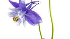 In Season: Aquilegia